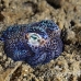 squid_bobtail_fb_bb_si_h_0831_kom1552.jpg